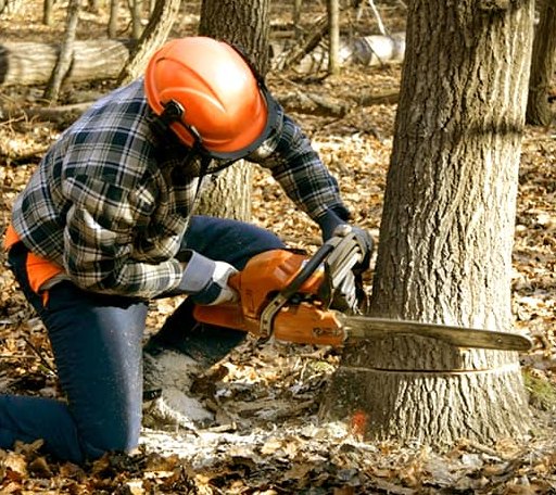 Tree Removal in Edroy, TX